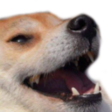 doggokek Emote