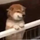 barfi Emote