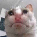 433597sadcat Emote