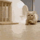 666930catrun1 Emote