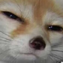 emoji_75 Emote
