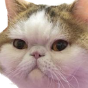 catangry Emote