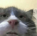 3871cutecatstare Emote