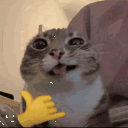 Rigby Emote