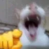 catlaugh Emote
