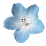 002_blueflower Emote