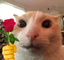 animals6 Emote