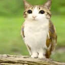sigma_cat Emote