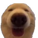 dawg Emote