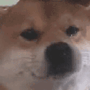doge_sad Emote