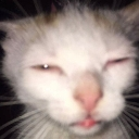 catwtf Emote