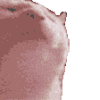 memes_cat_dancing_hype Emote