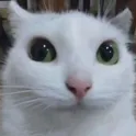 910444politecat Emote