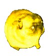 m_party_pug Emote