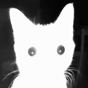 BrightCat Emote