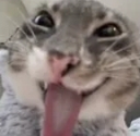 cat_happy Emote