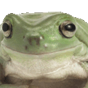 frogno Emote