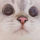 kittywot Emote