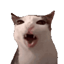 cateat Emote