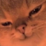cat_hehe Emote