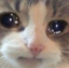 7107catsad Emote