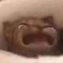 CatCry Emote