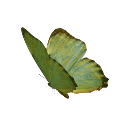 003_greenbutterfly1 Emote