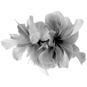 010_flowers1 Emote