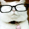Wait_what Emote