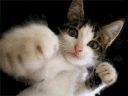 catpunch Emote
