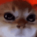 seriouscat Emote