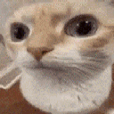 huhcat Emote