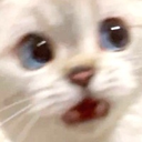 cat_whaaa Emote