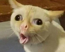 catsneeze Emote