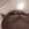 5876catjam Emote