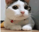 emoji_100 Emote