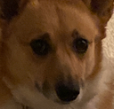 Bao Emote