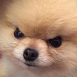 angreydoggo Emote