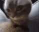 Dancingcat_Nara Emote