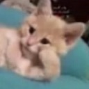 Cat_Z Emote
