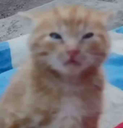 kitty_confused Emote