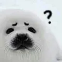 confusedseal Emote