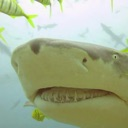 lemonsharky Emote