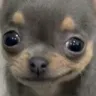 feliz Emote