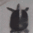 meow Emote