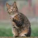 reacting_cat Emote