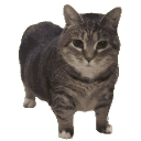 emoji_76 Emote
