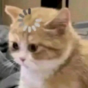c26b845cee0f2f448c58d58a6368142e Emote