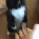 Cat5 Emote