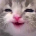 cathappy Emote